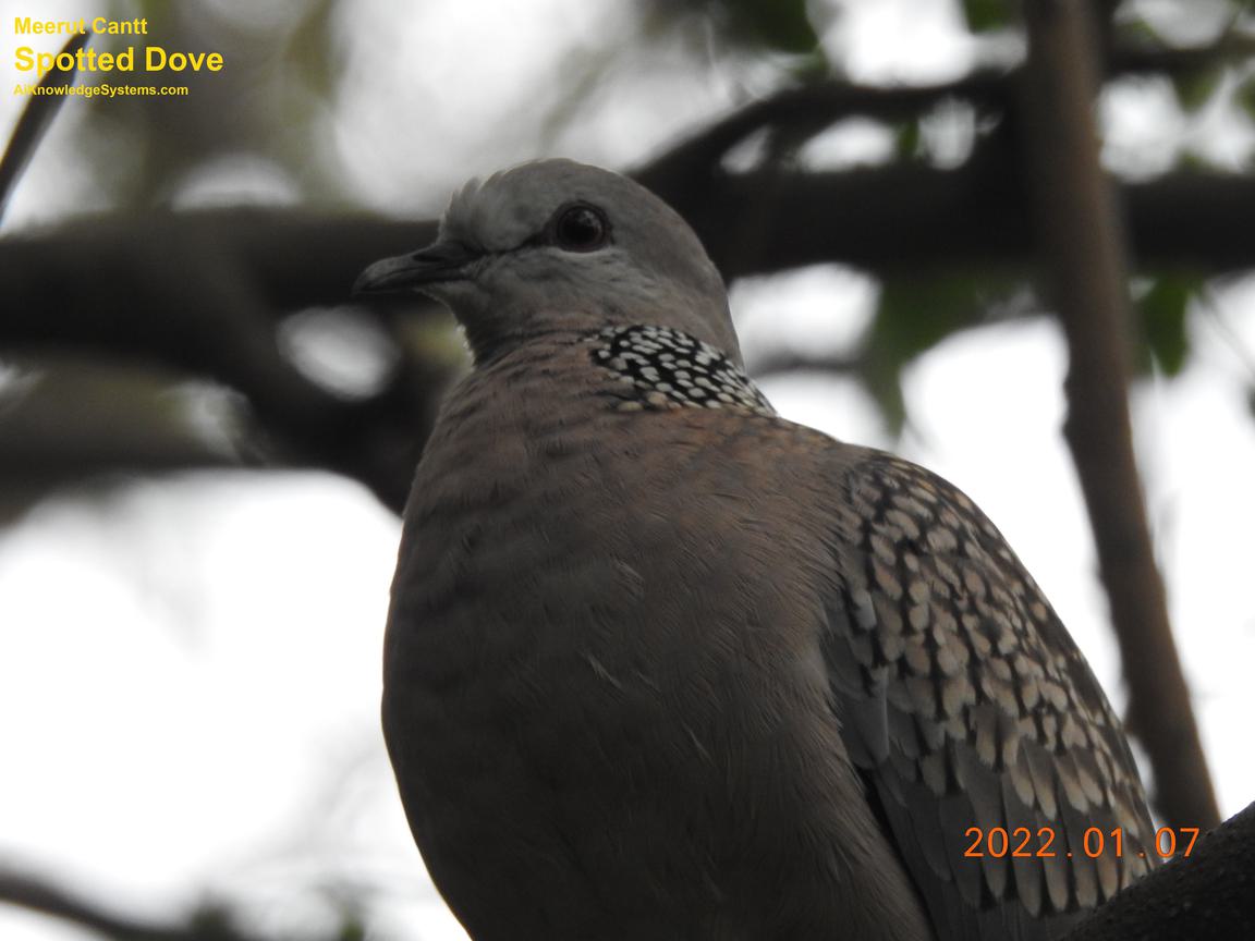 Dove Spotted (64) Coming Soon